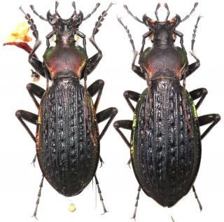 19.  Carabidae - Carabus (apotomopterus) Penelope Penelope Kleinfeld.  Pair