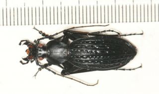 Carabidae Carabus Coptolabrus Apotomopterus Guangxi (3)