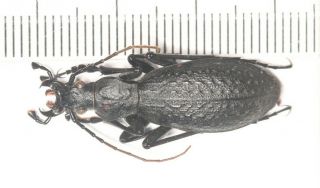 Carabidae Carabus Apotomopterus Nw Yunnan (2)
