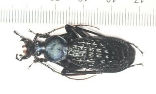Carabidae Carabus Apotomopterus Arrowi Guangxi (2)