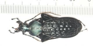 Carabidae Carabus Apotomopterus Arrowi Guangxi (3)